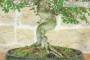 5 - Bonsai di Olmo Cinese (157)