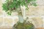 6 - Bonsai di Olmo Cinese (157)