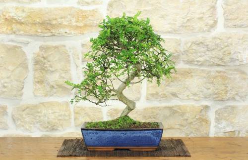 1 - Bonsai di Pepe Giapponese (92)