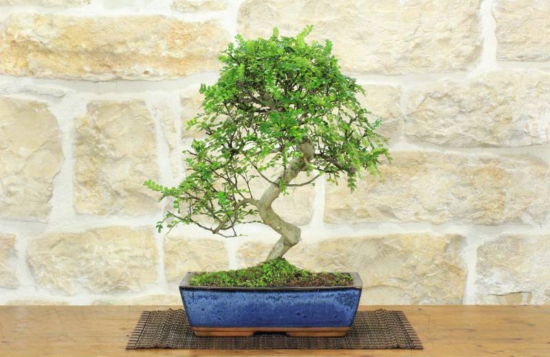1 - Bonsai di Pepe Giapponese (92)