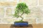 1 - Bonsai di Pepe Giapponese (92)