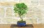 2 - Bonsai di Pepe Giapponese (92)