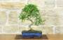 3 - Bonsai di Pepe Giapponese (92)