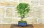 4 - Bonsai di Pepe Giapponese (92)