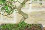 5 - Bonsai di Pepe Giapponese (92)