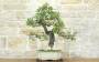 1 - Bonsai di Quercia Roverella (56)