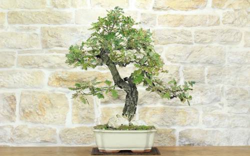 1 - Bonsai di Quercia Roverella (56)