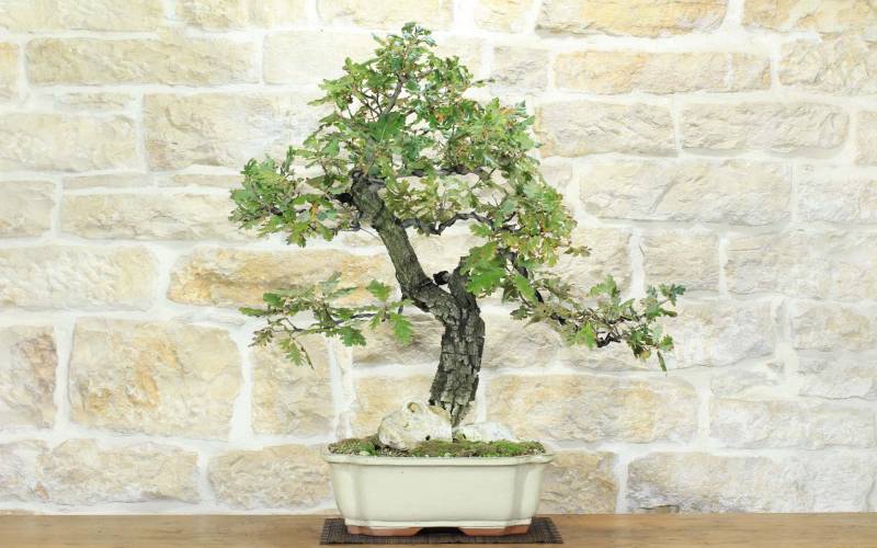 1 - Bonsai di Quercia Roverella (56)