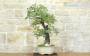 2 - Bonsai di Quercia Roverella (56)