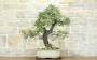 3 - Bonsai di Quercia Roverella (56)