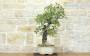 4 - Bonsai di Quercia Roverella (56)