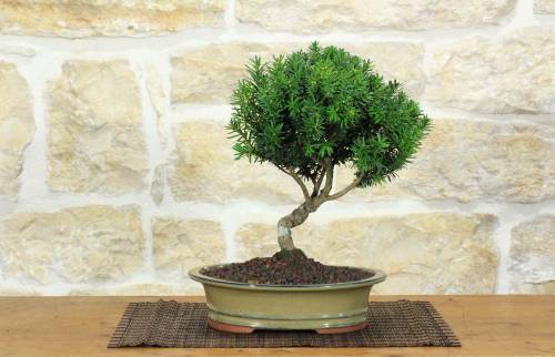 1 - Bonsai di Tasso (11)
