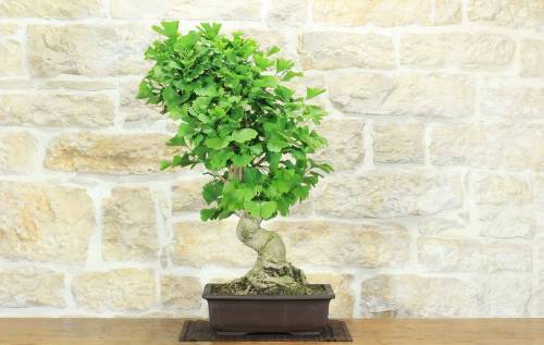 Bonsai di Ginkgo Biloba (14)