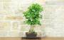 3 - Bonsai di Ginkgo Biloba (14)