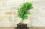 4 - Bonsai di Ginkgo Biloba (14)