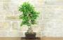 5 - Bonsai di Ginkgo Biloba (14)