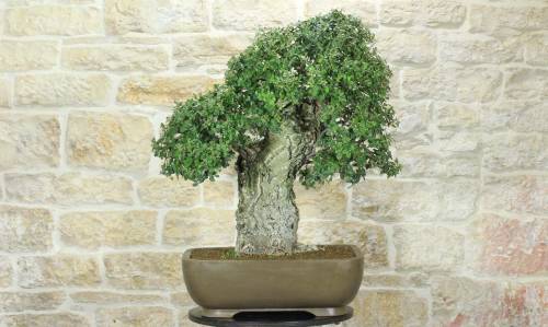 1 - Bonsai di Quercia da Sughero (50)