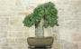 1 - Bonsai di Quercia da Sughero (50)