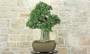 2 - Bonsai di Quercia da Sughero (50)
