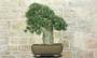 3 - Bonsai di Quercia da Sughero (50)