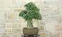 4 - Bonsai di Quercia da Sughero (50)