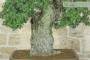 5 - Bonsai di Quercia da Sughero (50)