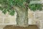 7 - Bonsai di Quercia da Sughero (50)