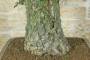 8 - Bonsai di Quercia da Sughero (50)