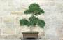 1 - Bonsai di Zelkova Parvifolia (93)
