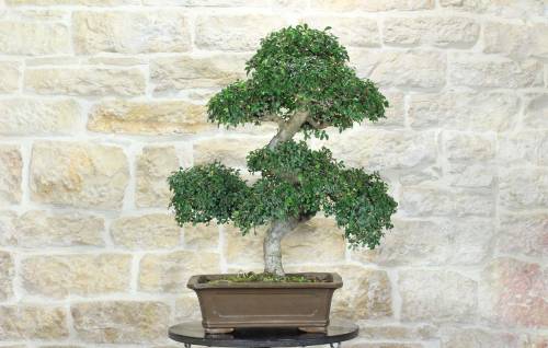 1 - Bonsai di Zelkova Parvifolia (93)