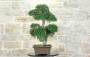 2 - Bonsai di Zelkova Parvifolia (93)