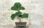 3 - Bonsai di Zelkova Parvifolia (93)