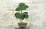 4 - Bonsai di Zelkova Parvifolia (93)