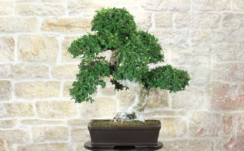 Bonsai di Zelkova Parvifolia (94)