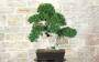 Bonsai di Zelkova Parvifolia (94)