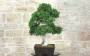 3 - Bonsai di Zelkova Parvifolia (94)