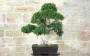 4 - Bonsai di Zelkova Parvifolia (94)