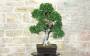 5 - Bonsai di Zelkova Parvifolia (94)