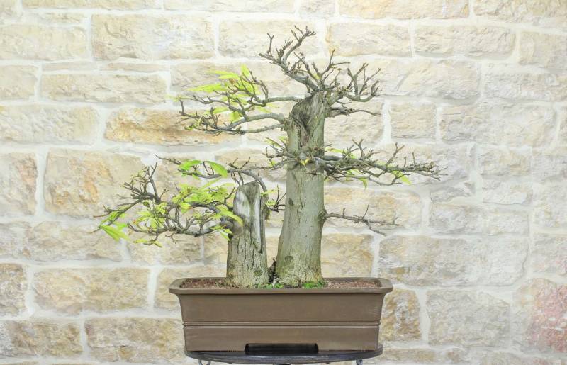 1 - Bonsai Yamadori di Castagno (3)
