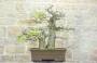 1 - Bonsai Yamadori di Castagno (3)