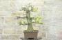 2 - Bonsai Yamadori di Castagno (3)
