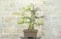 4 - Bonsai Yamadori di Castagno (3)