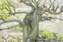 6 - Bonsai Yamadori di Castagno (3)
