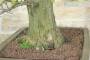 7 - Bonsai Yamadori di Castagno (3)