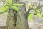 9 - Bonsai Yamadori di Castagno (3)
