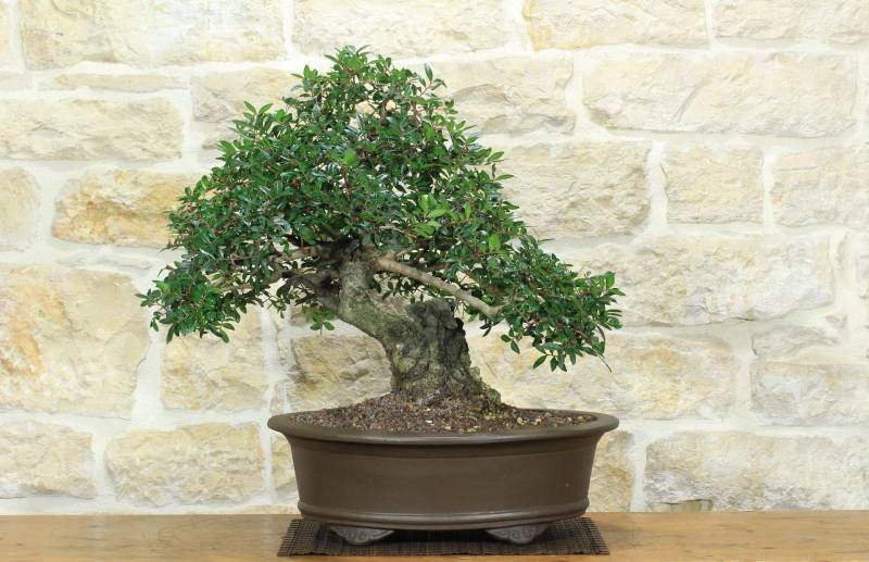 1 - Bonsai di Lentisco (72)