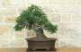 1 - Bonsai di Lentisco (72)