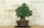2 - Bonsai di Lentisco (72)