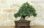 3 - Bonsai di Lentisco (72)