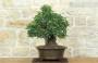 4 - Bonsai di Lentisco (72)